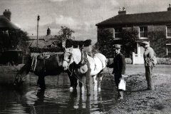 Watering the horses at the end of a day's work. Back Lane pond.