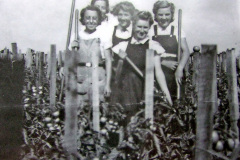 Baileys tomato growers, 1930s