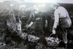 Bracey's potato planting, late 1950's.