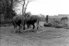 Church Farm 1978. Peggotty & Duchess