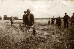 Edward Symonds gathers the harvest.