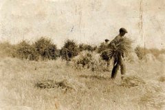 Walter Symonds gathers the harvest in Martham