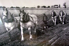 Trusted horses for  ploughing.