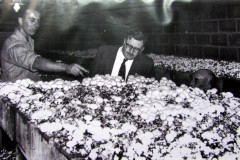 John Bradfield, on the left, at his Mushroom Farm in 1961.