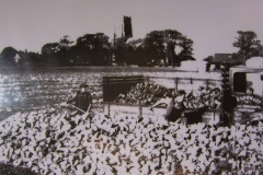 Sugar beet harvest being loaded on to a Lown's lorry in about 1950 at what is now Bell Meadow.