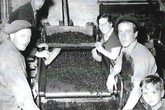 Wm. Bracey Ltd. Blackcurrant stalk removing machine called a 'strigger'. 1952.