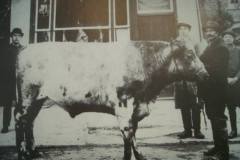 Bull outside Jeary's butchers. This photo early 1900's.
