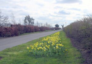 Rollesby Road daffs