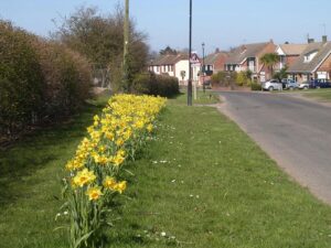 Rollesby Road daffs