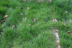 DSCF6787