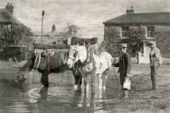 Back-Lane-pond-horse-cooling