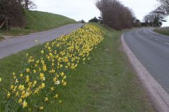 Repps-Road-bulbs