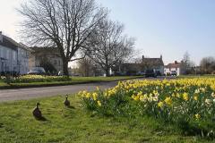2015 Daffs & ducks