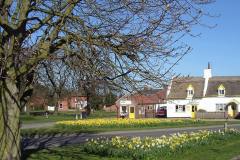 Village-Green-daffs