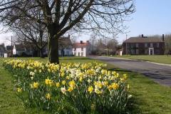 2015 Village-Green-daffs