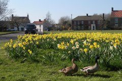 2015 Village-Green-daffs