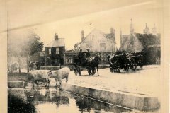 1913 Cows-main-pond